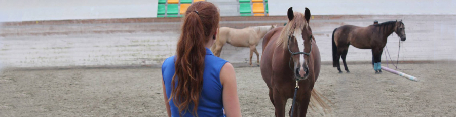 05_chevaux_stage_longue_duree